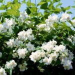 赏金女王的未来展望:如何继续引领潮流 4soczz