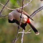 赏金女王的网络营销:如何利用社交媒体 5i0qf