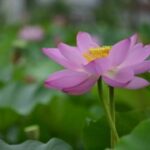 从平凡到卓越:赏金女王的奋斗故事 5txvu6fbp