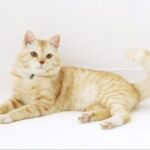 在赏金大对决中,如何培养敏锐的洞察力 mughb