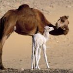 揭秘赏金女王的成功秘诀与职业规划 txfal0fz1