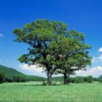 赏金女王的职业生涯:从初入职场到高管 u8n50pg